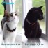 Petsee GPS-ошейник (трекер) Cats для собак и кошек